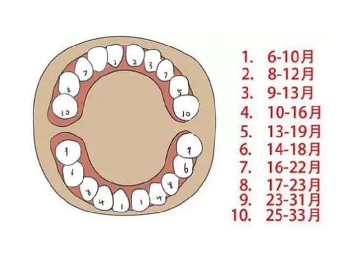 孩子几个月长牙齿，婴幼儿牙齿生长规律解析