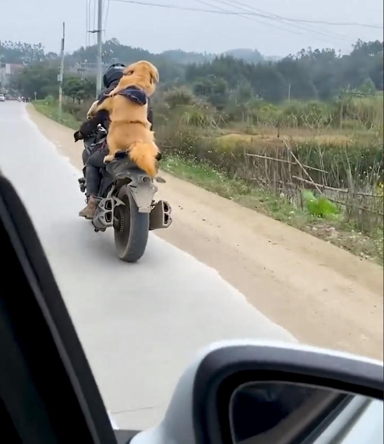 广东省带狗旅游，一场独特的旅行体验